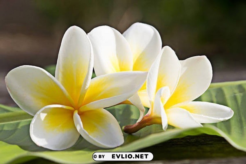 plumeria flowers Isolated Character in Transparent PNG