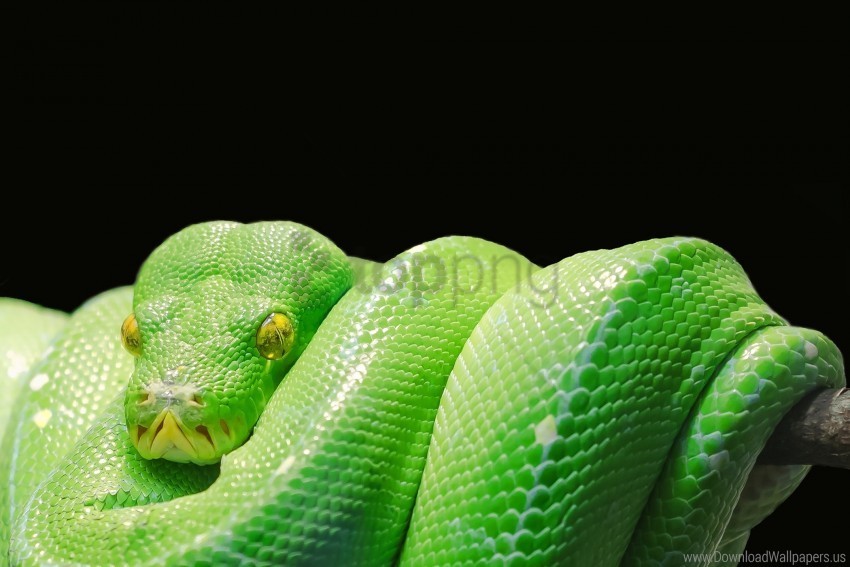 predator python reptile snake wallpaper Isolated Graphic on Clear PNG
