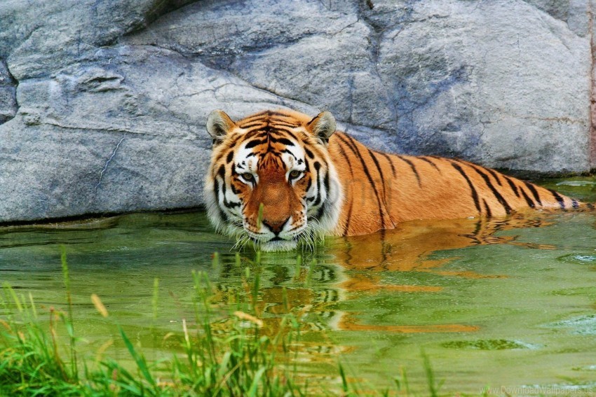 predator stone tiger water wallpaper Transparent PNG Object with Isolation