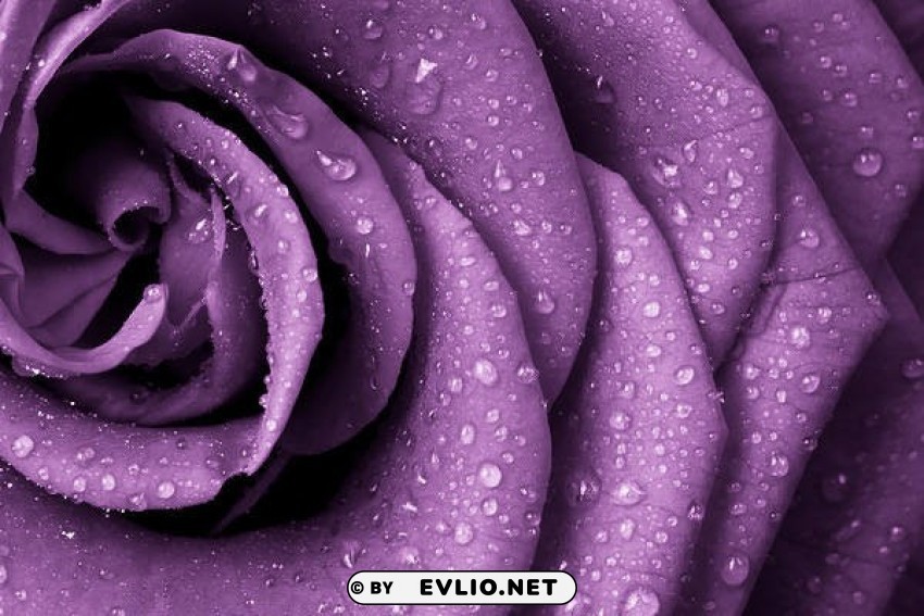 purple rose Isolated Design Element in HighQuality Transparent PNG