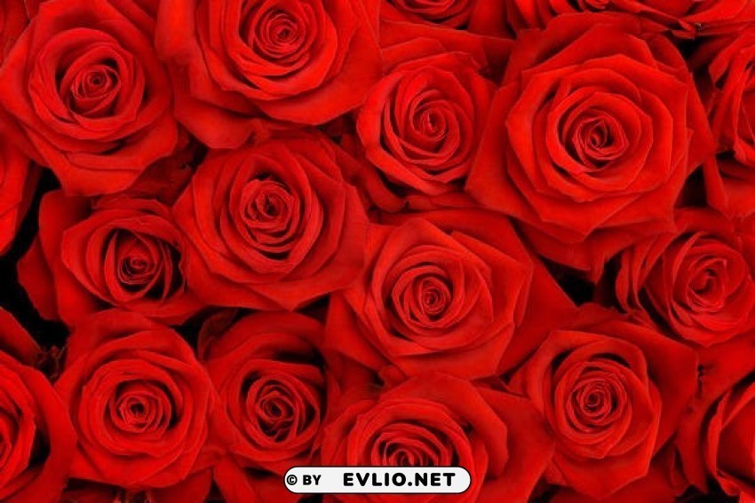 red roses Isolated Illustration with Clear Background PNG