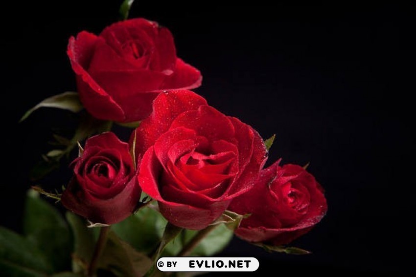 Red Roses Black Isolated Item With Clear Background PNG