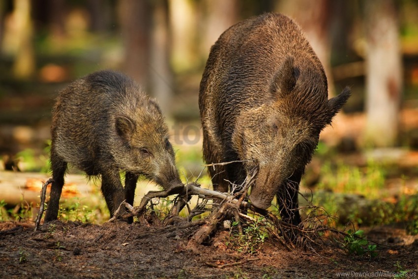 roots two wild wild boars wood wallpaper PNG images for mockups