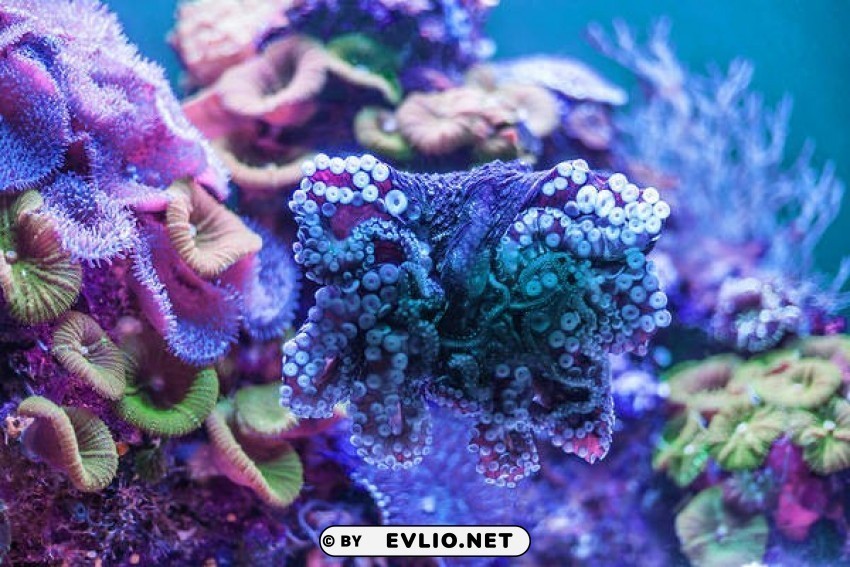 sea corals Isolated Element on Transparent PNG