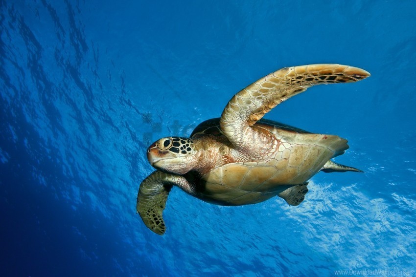 sea swim turtle water wallpaper Transparent background PNG stock