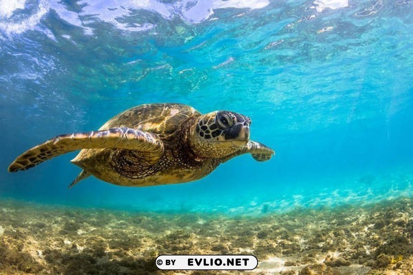 sea turtle Isolated Element with Transparent PNG Background