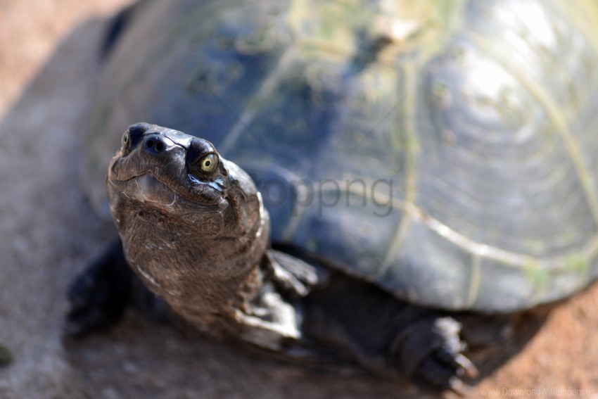 shell snout tortoise wallpaper Clear Background Isolation in PNG Format