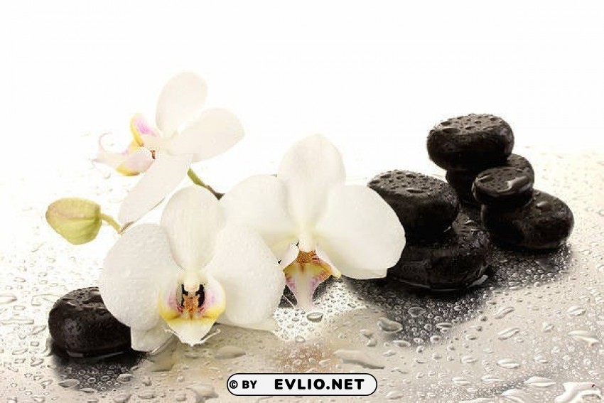 spa orchids Isolated Element on HighQuality PNG