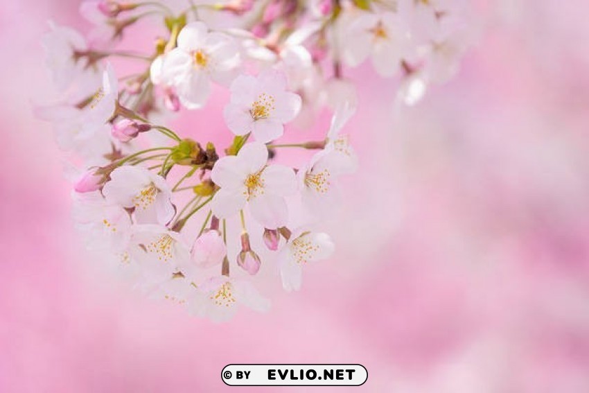 spring pink flowers ClearCut Background PNG Isolated Element