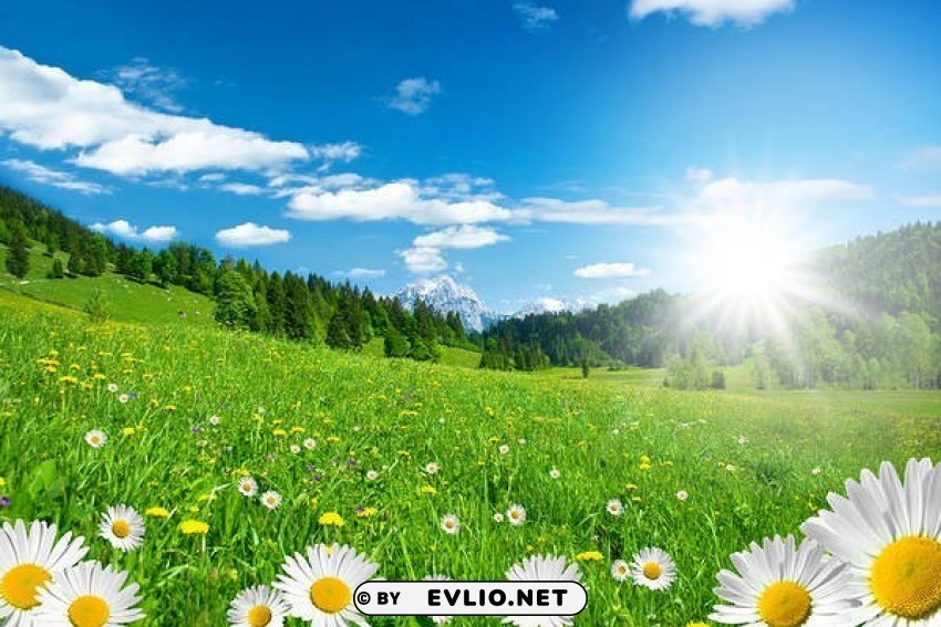 summer meadow with daisies Free PNG file