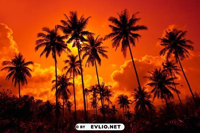 Tropical Sunset HighQuality Transparent PNG Isolation