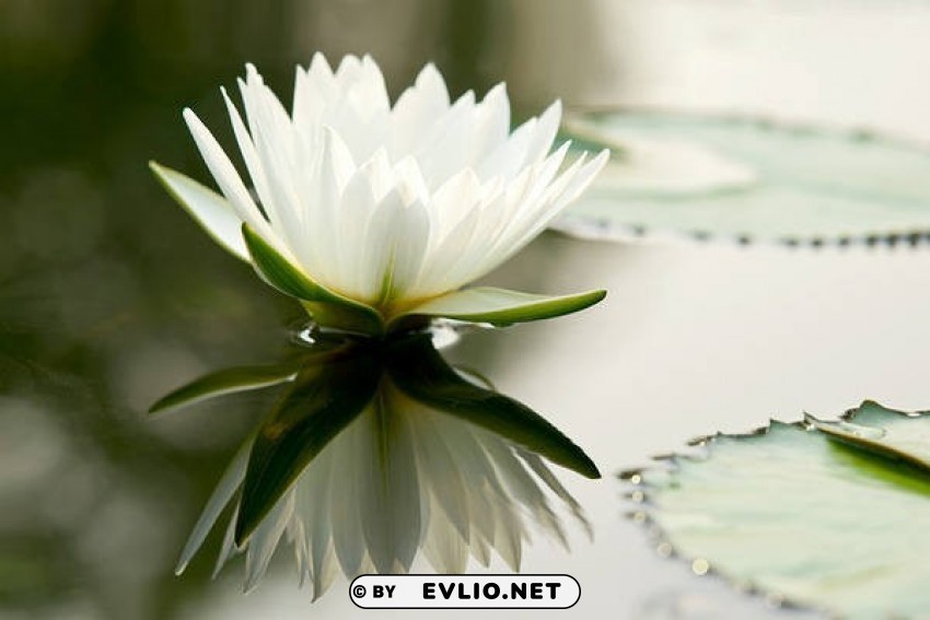 water lily Isolated Element in HighResolution Transparent PNG