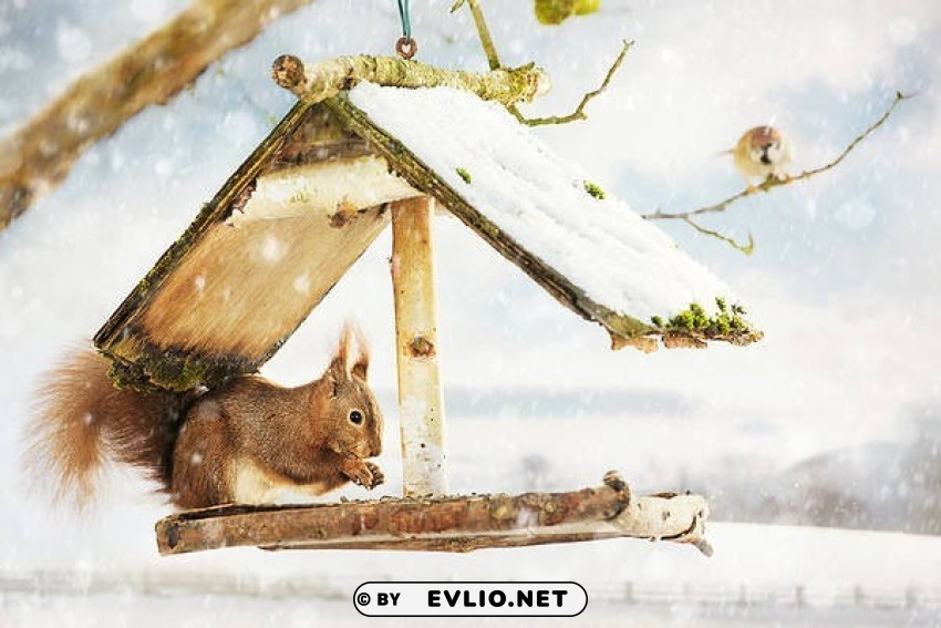 winter wallpaper with squirrel PNG with transparent bg