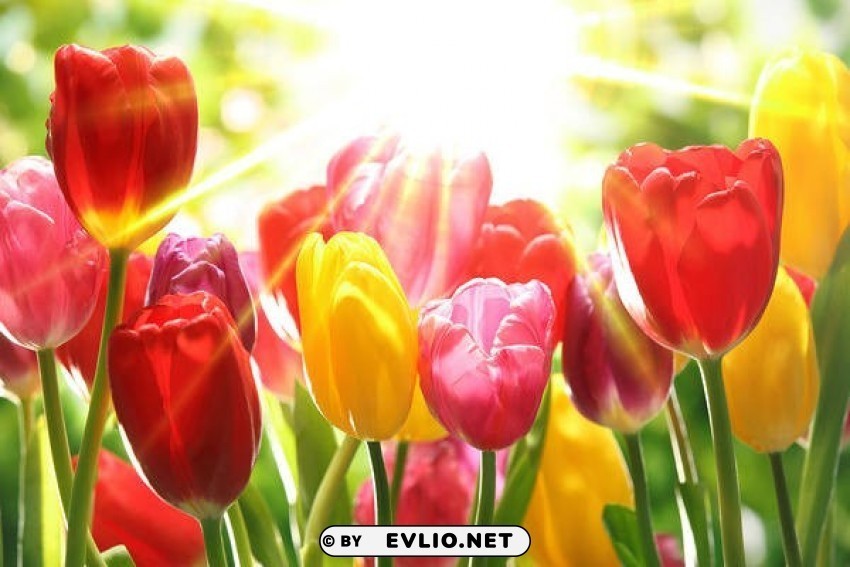 with beautifu colorful tulips Transparent PNG Isolated Design Element
