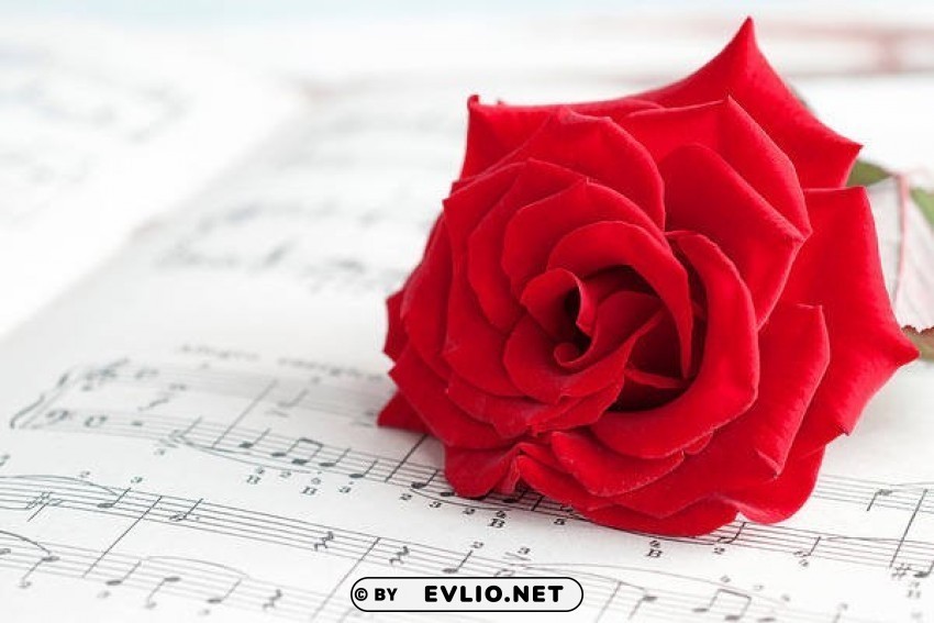 With Red Rose And Music Sheet Isolated Subject With Clear PNG Background