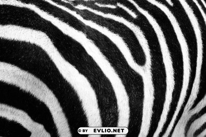 zebra skin Clear background PNGs
