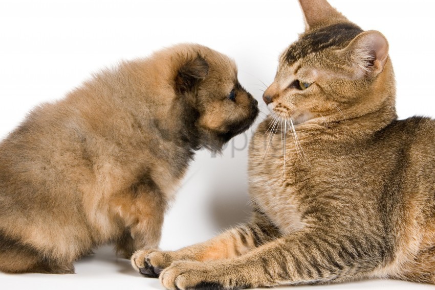 affection cat familiarity friendship puppy wallpaper Transparent PNG images for graphic design
