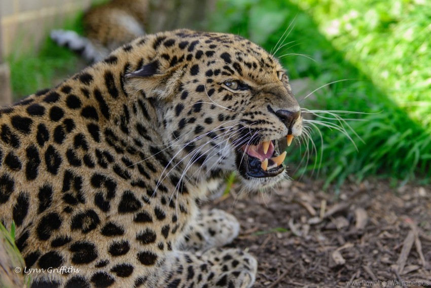 aggression grass leopard muzzle teeth wallpaper Isolated Artwork on Transparent Background PNG