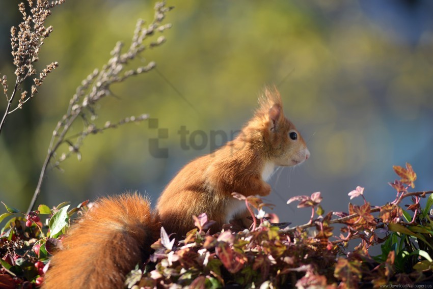 animal foliage squirrel wallpaper Clear Background Isolated PNG Illustration
