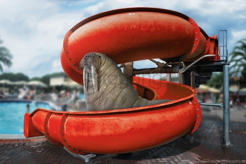 animal walrus water park wallpaper Transparent PNG images extensive gallery