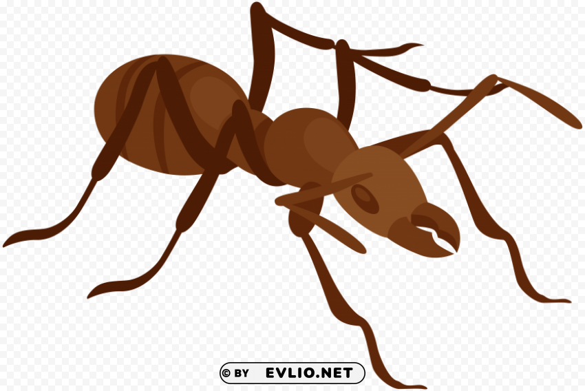 ant PNG free download