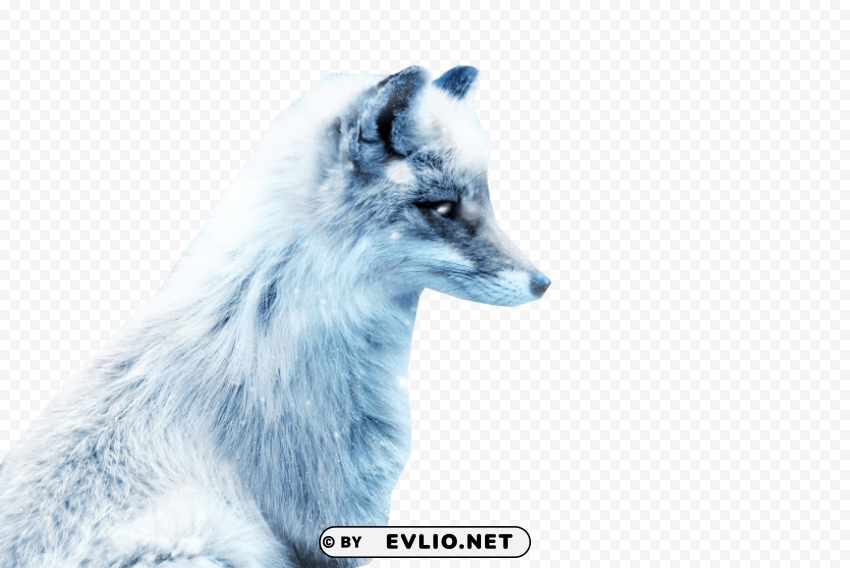 arctic snow fox Isolated PNG Graphic with Transparency