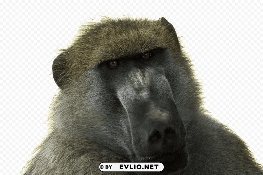 baboon free desktop Transparent background PNG artworks