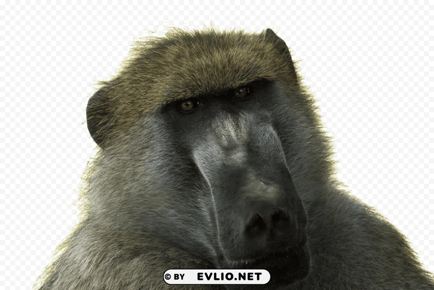 Baboon Free Desktop Transparent Background PNG Artworks