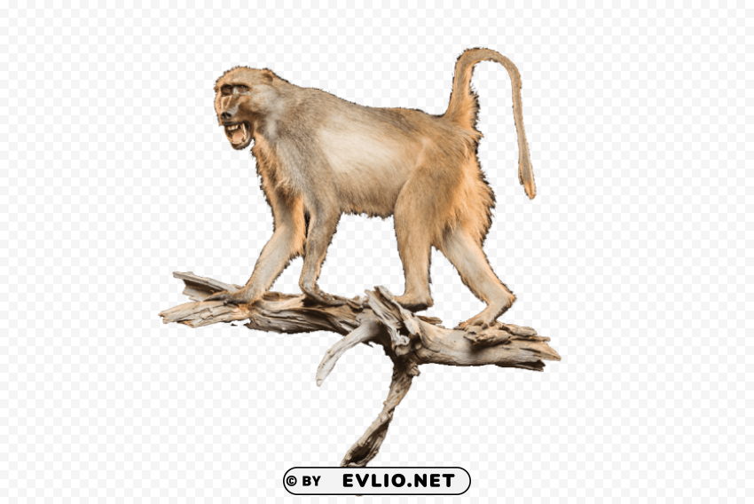 baboon Transparent Background PNG Isolated Character