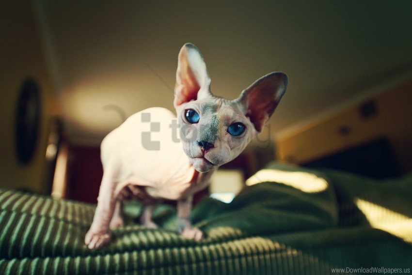 bald cat look sphynx wallpaper PNG Image with Transparent Cutout