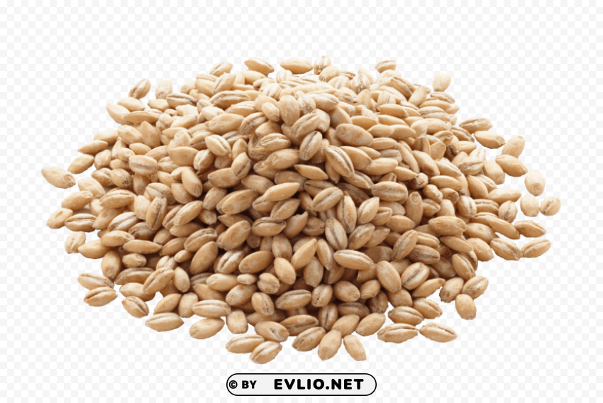 barley Isolated Subject in HighQuality Transparent PNG
