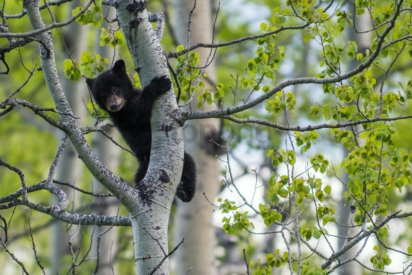 Bear Cub Tree Wallpaper Isolated Item With HighResolution Transparent PNG