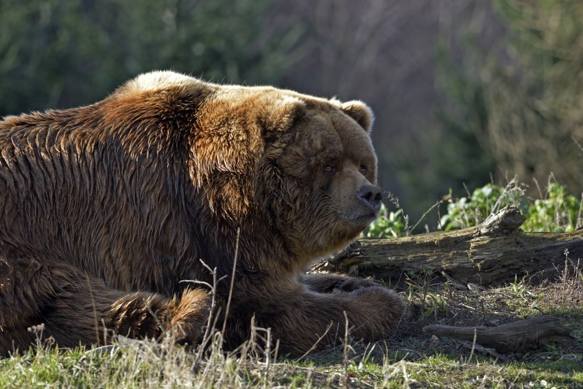 bear lying thick timber wallpaper HighQuality Transparent PNG Object Isolation