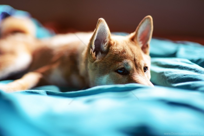 bed eyes puppy snout wallpaper HighResolution Transparent PNG Isolated Element