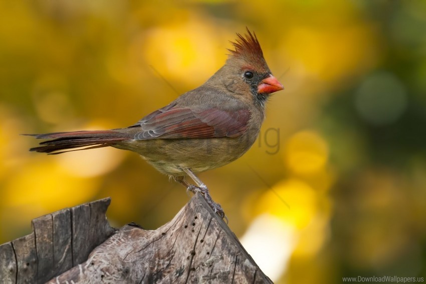 bird blurring branch cardinal wallpaper Isolated Subject with Clear PNG Background