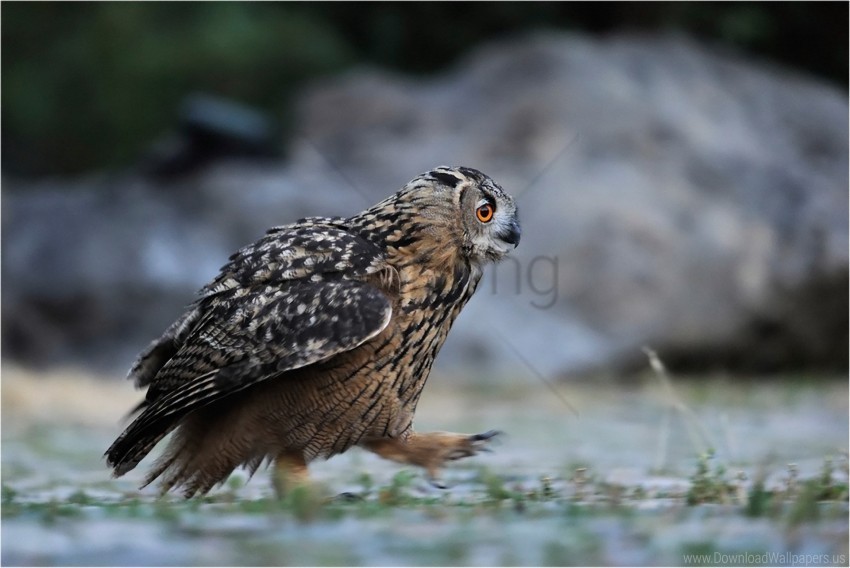 bird forest owl predator walk wallpaper Transparent Background PNG Object Isolation