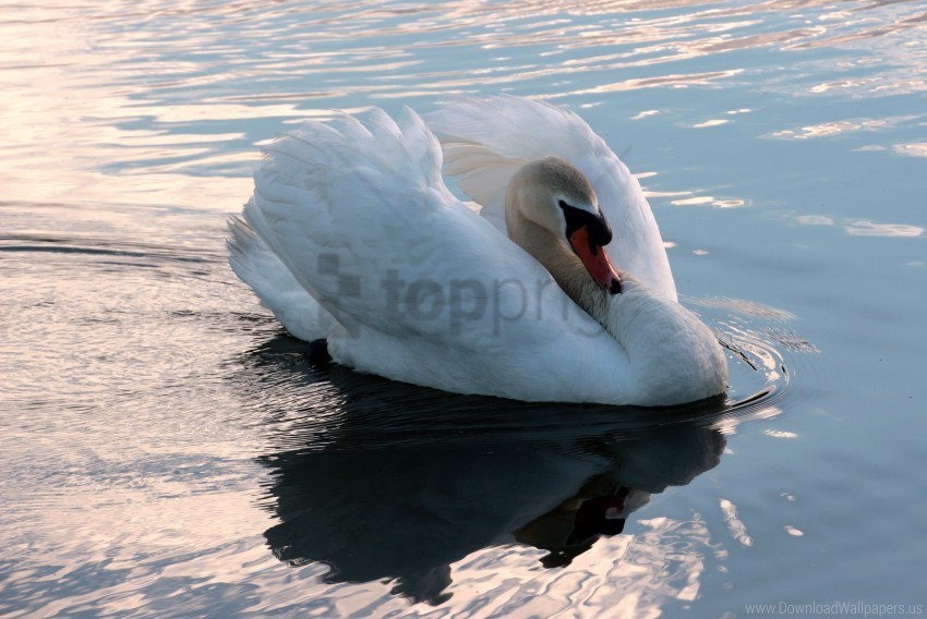 bird swan swim water wallpaper PNG transparent elements complete package