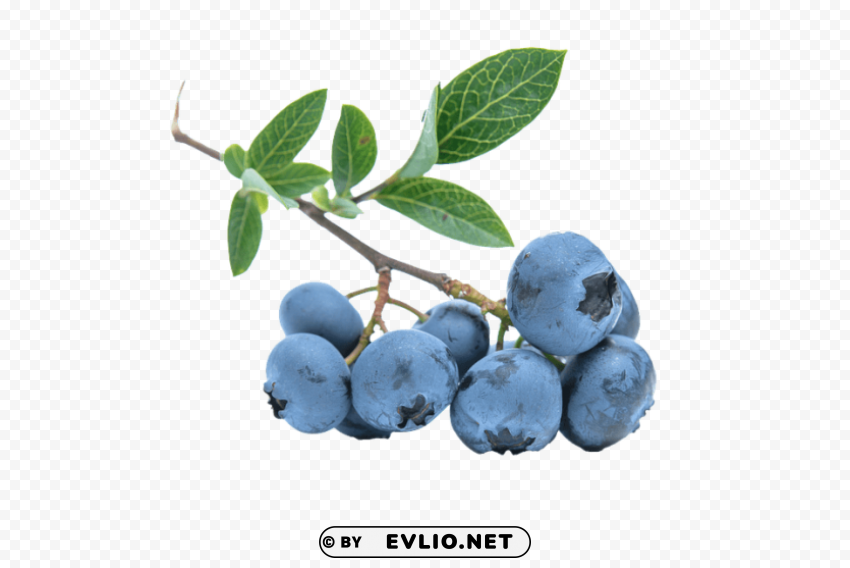 blueberries Clear Background Isolated PNG Object