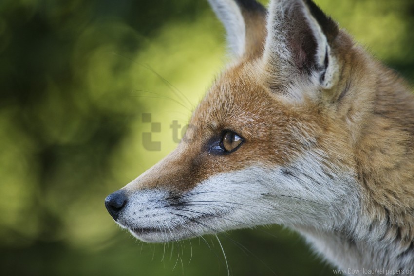 blurring face fox pro wallpaper PNG Image with Clear Background Isolated