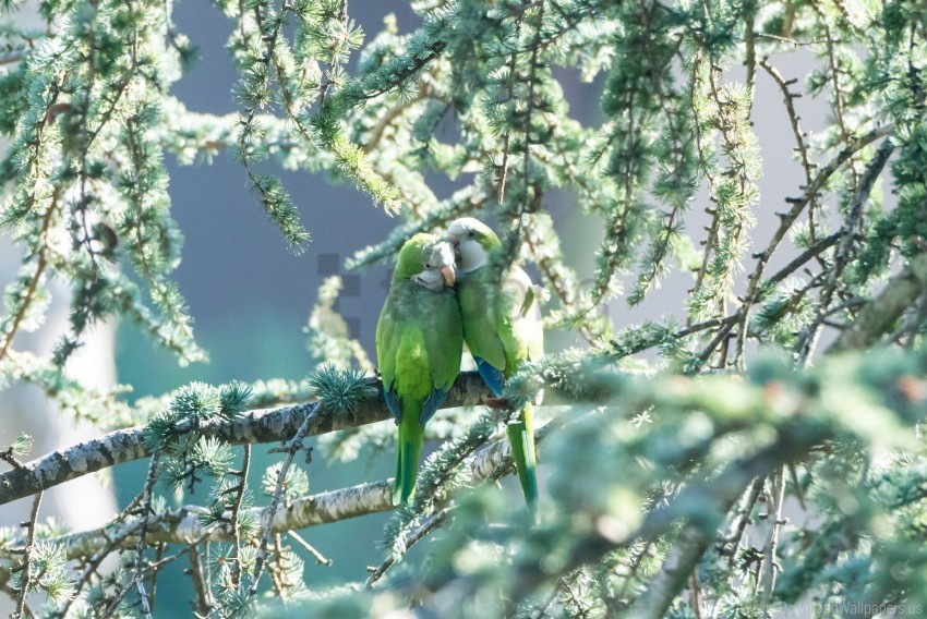 branches couple parrots tender wallpaper Transparent PNG images set