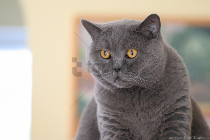 British Cat Eyes Face Fat Wallpaper PNG Files With Transparent Canvas Extensive Assortment