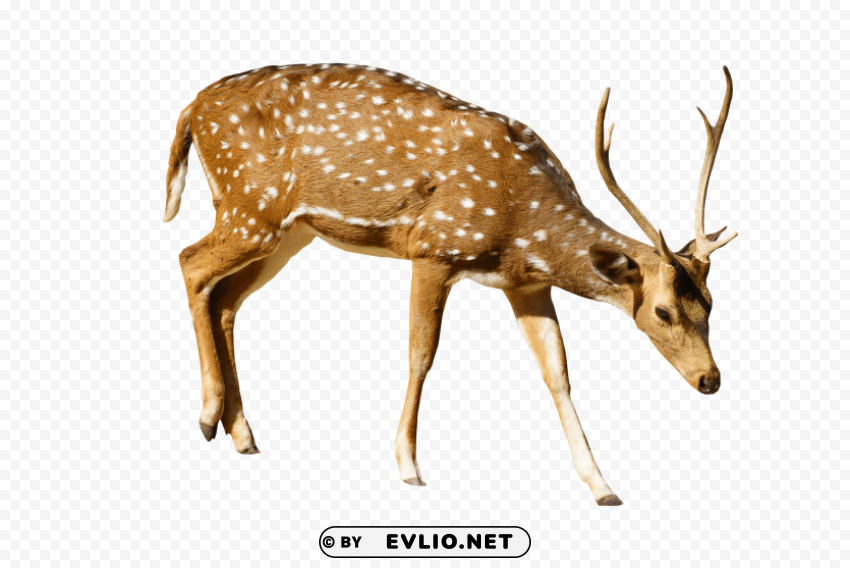 brown deer with white spots standing Isolated Subject with Clear PNG Background