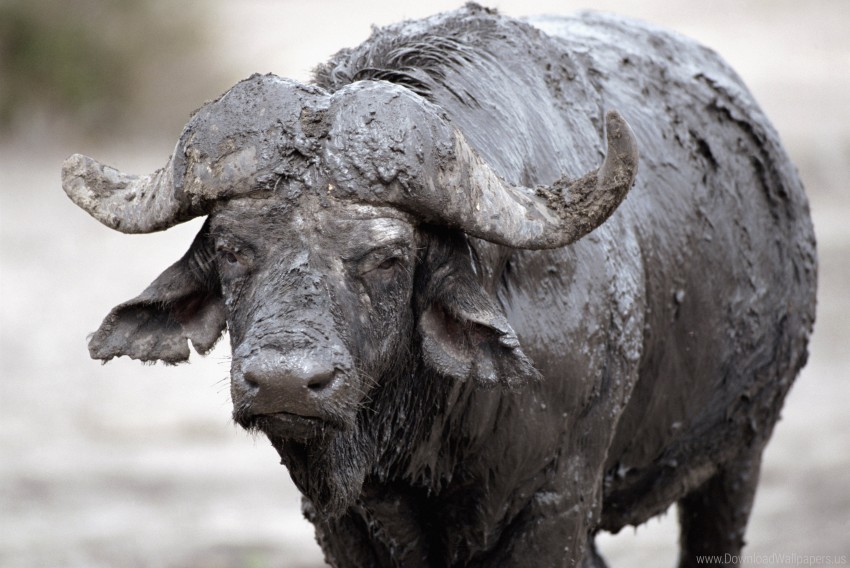 buffalo cooling mud wallpaper PNG transparent photos vast collection
