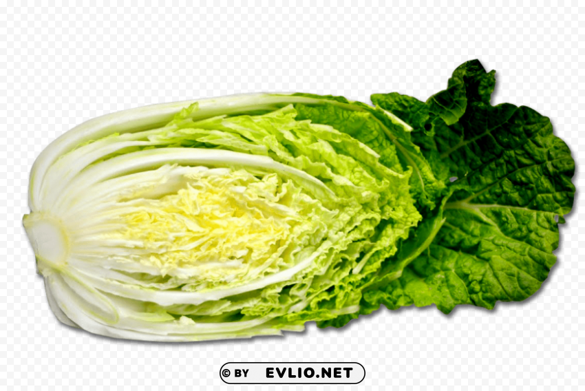 Cabbage HighResolution PNG Isolated Artwork