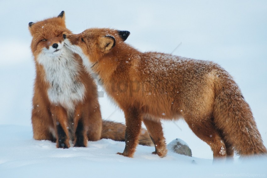 care couple fox snow winter wallpaper PNG objects