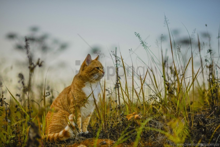 cat grass sitting sky wallpaper PNG with transparent background for free