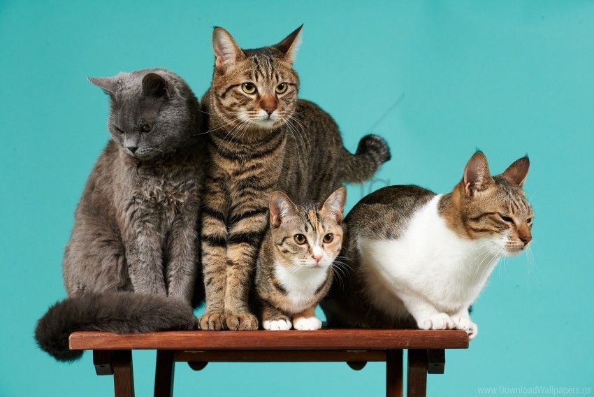cats four photoshoot wallpaper Isolated Design on Clear Transparent PNG