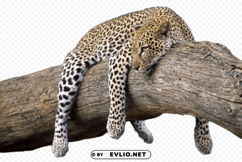cheetah photo PNG clip art transparent background