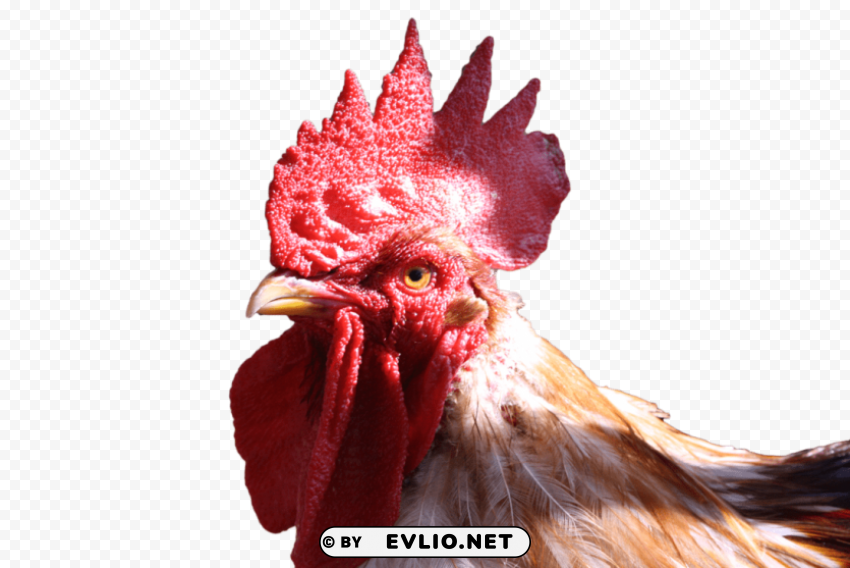 cock Free PNG