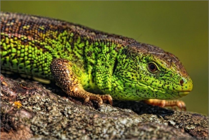 color lizard look reptile wallpaper Isolated Subject in Clear Transparent PNG